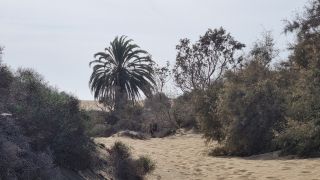 2023-GC--Mapalomas dunas-S123-240.jpg